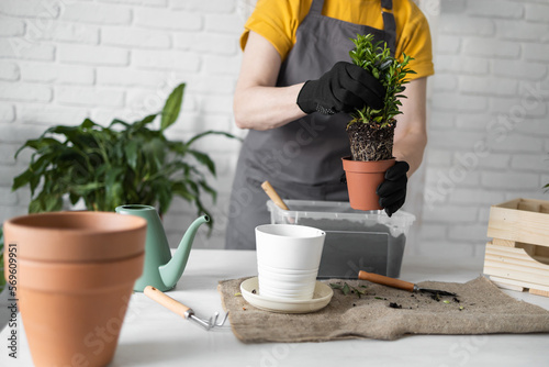 Woman gardener transplanting houseplants in pots on wooden table close-up copy space. Concept of home garden and take care plants in flowerpot