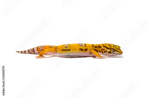 Leopard gecko white background

