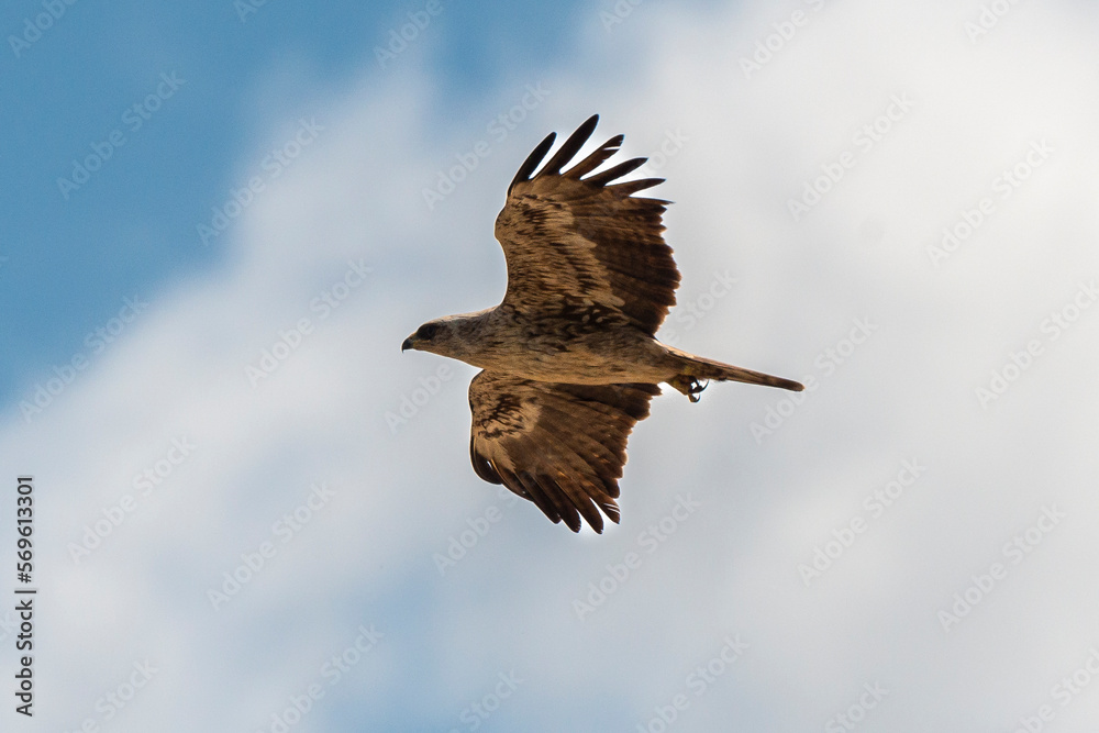 Obraz premium Aigle ravisseur,.Aquila rapax, Tawny Eagle