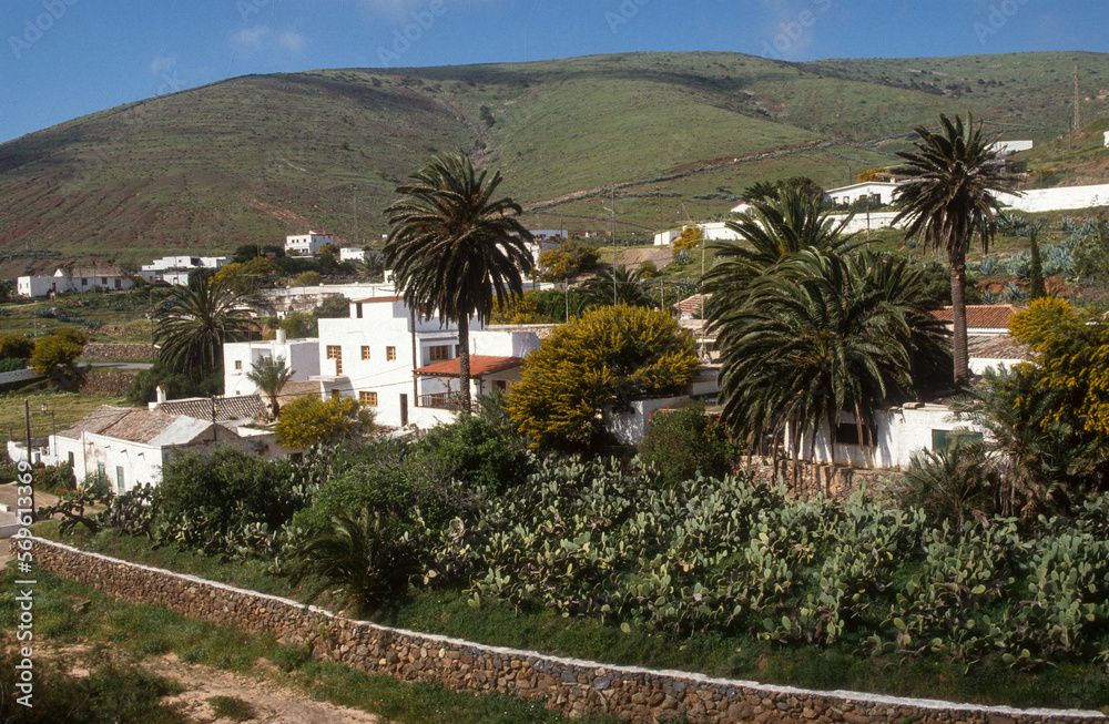 cultures, Figuier de Barbarie, Ile de Fuerteventura, Iles Canaries, Espagne