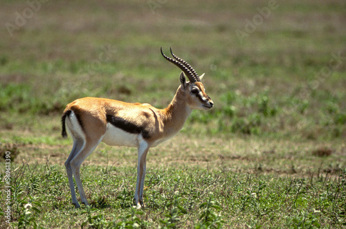 Gazelle de Thomson, Eudorcas thomsonii, Swala tomi, Parc National , Masai Mara, Kenya photo