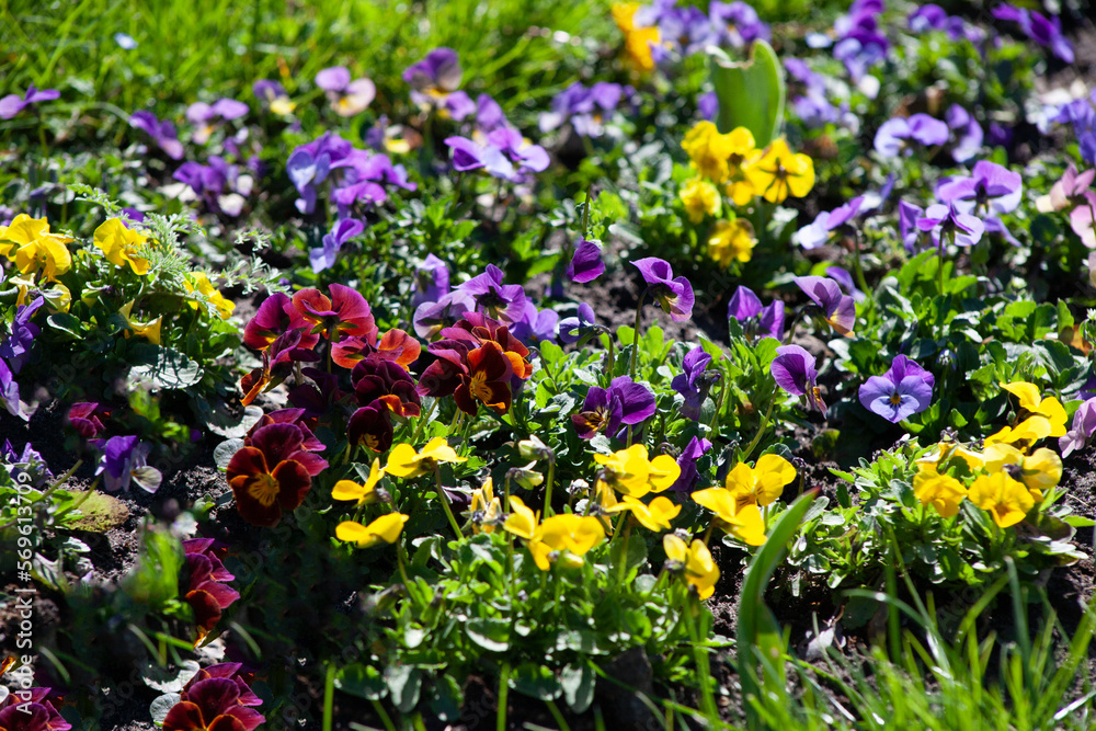 Colorful pansy flower background. Multicolored spring flowers in the garden. Closeup pansy blurred selective focus. Mixed color pansies plant. Viola cornuta in vibrant violet and yellow purple pansies