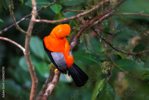 Male Andean cock-of-the-rock (Rupicola peruviana), Manu National Park cloud forest, Peruvian national bird, Peru, South America photo