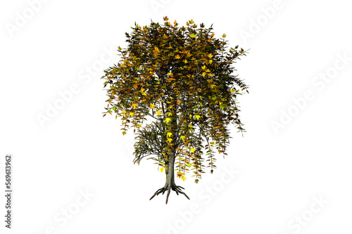 shape maple tree white background 3d rendering