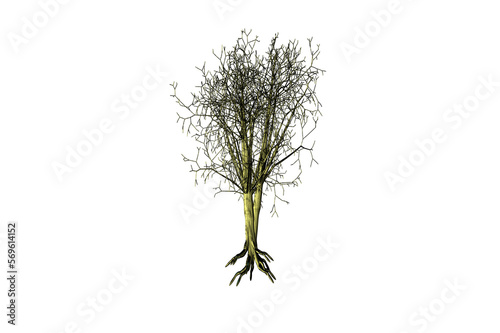 shape oak tree white background 3d rendering