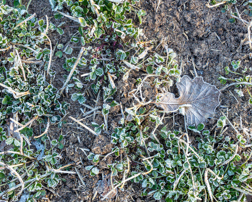 Frost covered alfalfa plants and a white oak leaf on the ground in the winter or early spring. photo