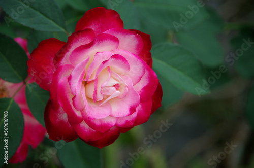 Red roses in the flower garden