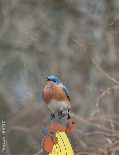 Bluebird