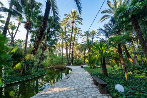 Palm trees, Palmeral (Palm Grove) of Elche, UNESCO World Heritage Site, Alicante, Valencia, Spain, Europe photo