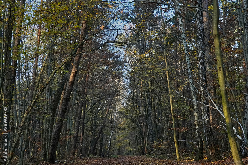 Naklejka premium forest in autumn