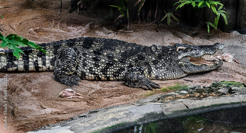 Siam crocodile near the pond. Latin name - Crocodylus siamensis
Siam crocodile near the pond. Latin name - Crocodylus siamensis