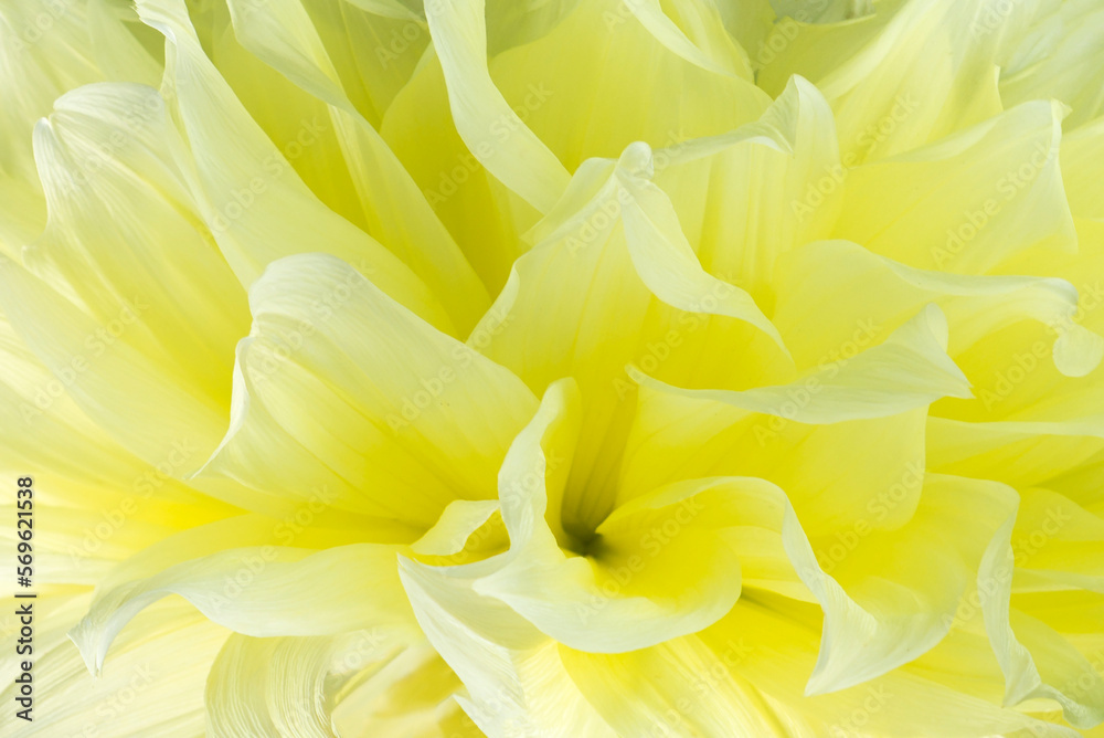 Obraz premium Flowers background.