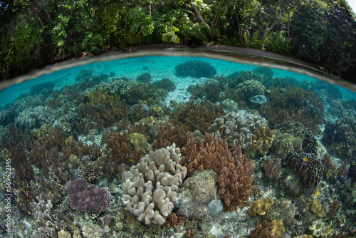 A shallow, healthy reef composed of a variety of corals grows in Raja Ampat, Indonesia. This tropical region is known as the heart of the Coral Triangle due to its incredibly high marine biodiversity.