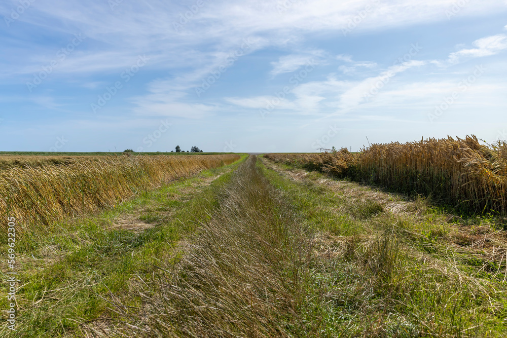 Dirt road in the field