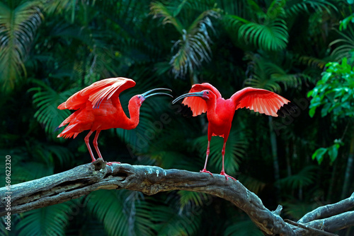Two scarlet ibis vying for space on tree trunk. Brazil photo