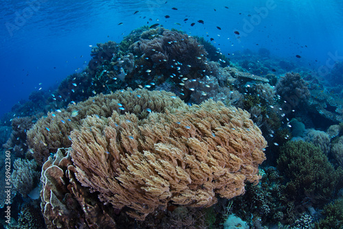 A shallow, healthy reef composed of a variety of corals grows in Komodo National Park, Indonesia. This tropical region is part of the Coral Triangle due to its incredibly high marine biodiversity.