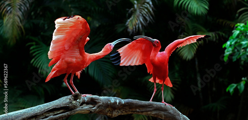 Two scarlet ibis vying for space on tree trunk. Brazil
