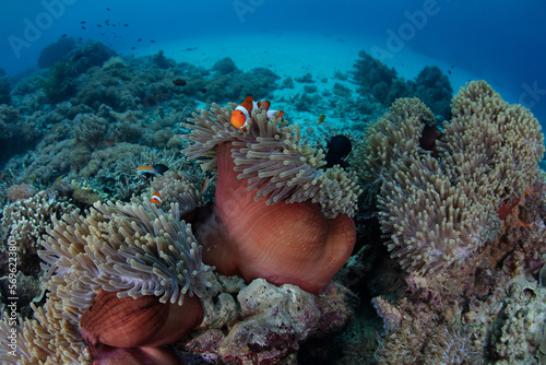 False clownfish, Amphiprion ocellaris, swim among the stinging tentacles of their host anemone on a reef in Indonesia. Anemonefish are mutualistic symbionts with anemones as both benefit.