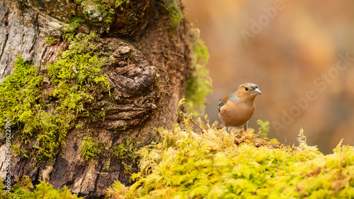 Chaffinch (Fringilla coelebs) in woodland, United Kingdom, Europe photo