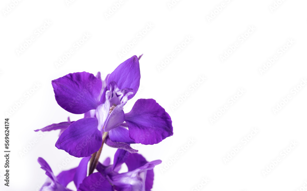 Isolated rocket larkspur in full bloom  Blue purple flower on white background. Wildflower seed attracting pollinator. Also known as Consolida ajacis. Selective focus.