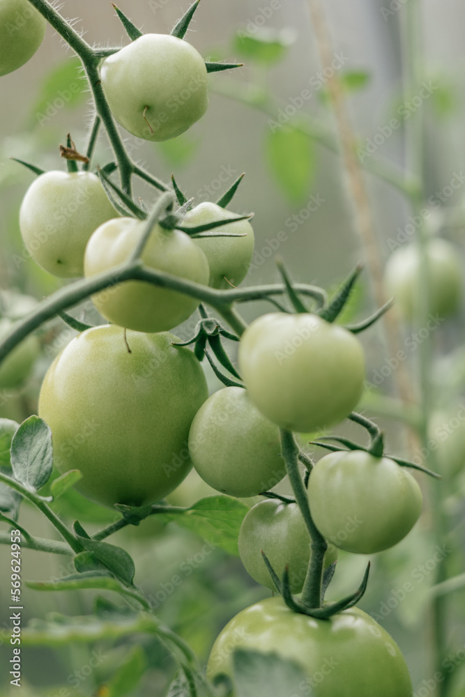 Green tomatos in greenhouse. Organic cultivation. Gardening. Tomato harvest. Ecologically clean healthy vegetables without pesticide. Organic natural products. Close-up. Green tomatos in greenhouse. Organic cultivation. Gardening. Tomato harvest. Ecologically clean healthy vegetables without pesticide. Organic natural products. Close-up.