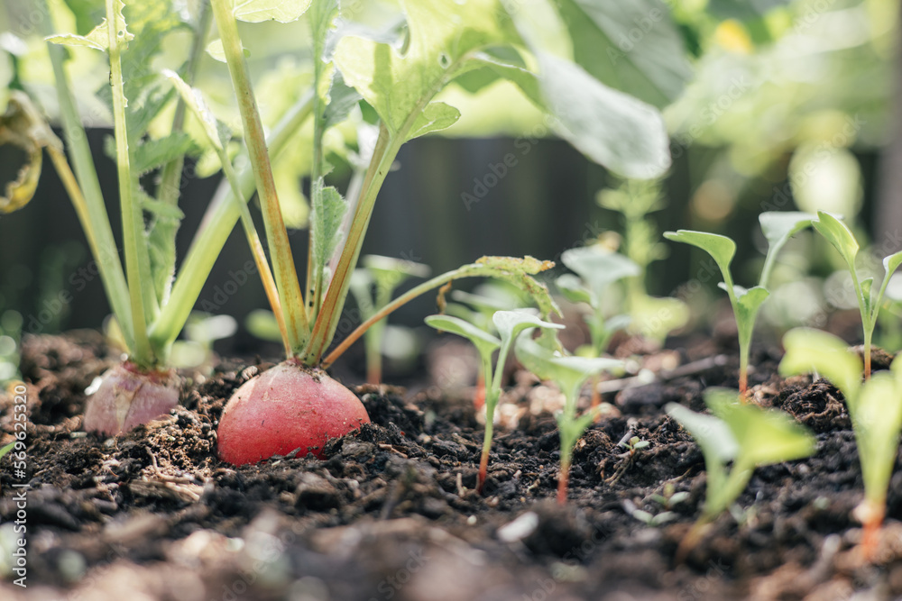 Fresh harvest of radish. Radish grows in the ground in greenhouse. Close-up. Fresh vegetable salad. Food self-sufficiency. Gardening. Ecologically clean healthy vegetables without pesticide. Organic 
