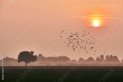 Sunrise in the countryside over a lonely tree and a flock of birds flying in the sky, Italy, Europe photo
