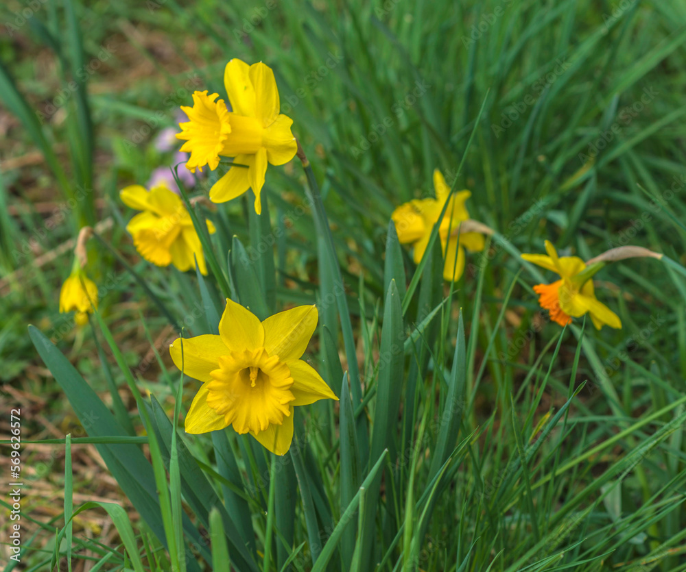 Jonquilles cultivées à Aignoz, Bugey, France Jonquilles cultivées à Aignoz, Bugey, France