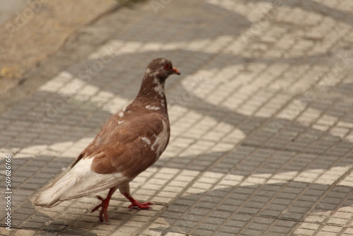 Pombo na calçada
