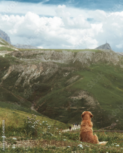 Photography Dog waiting for his owner while enjoying the mountains view