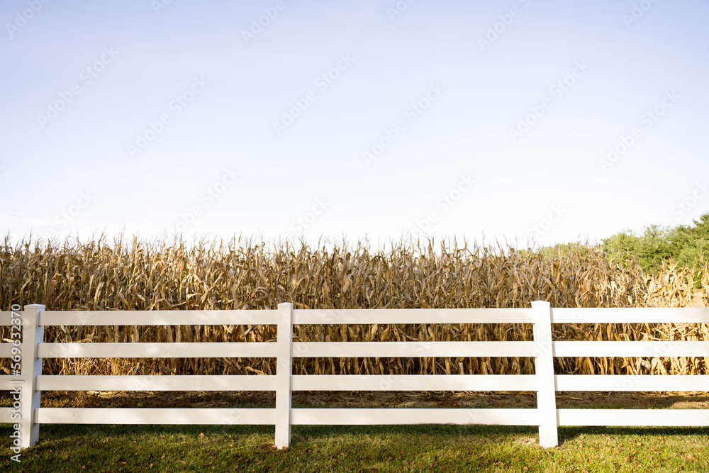 Farm corn field meets home