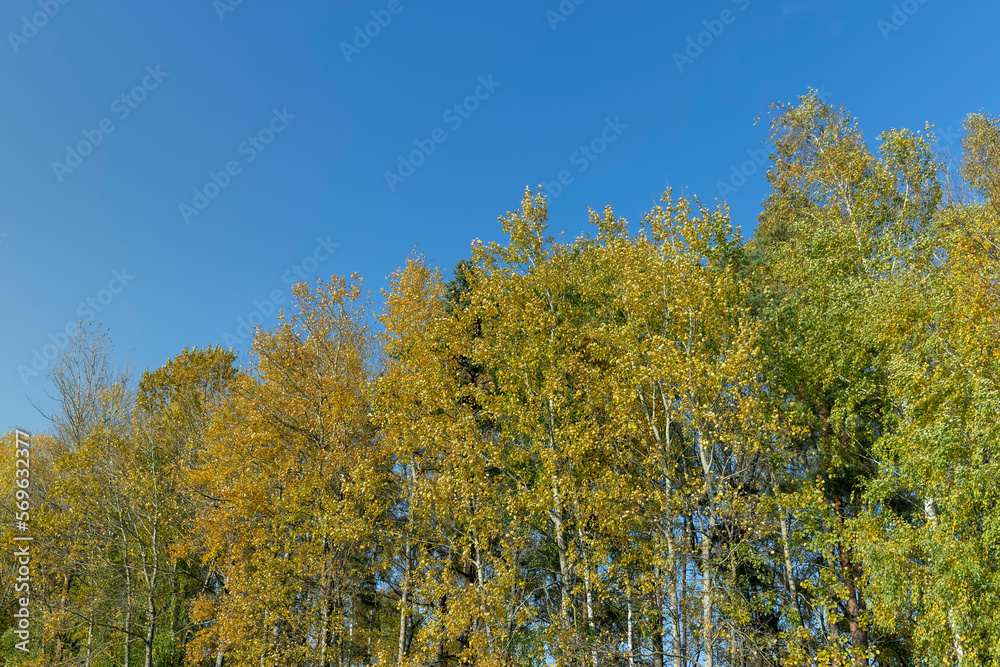 Fototapeta premium Yellowing birch foliage in October