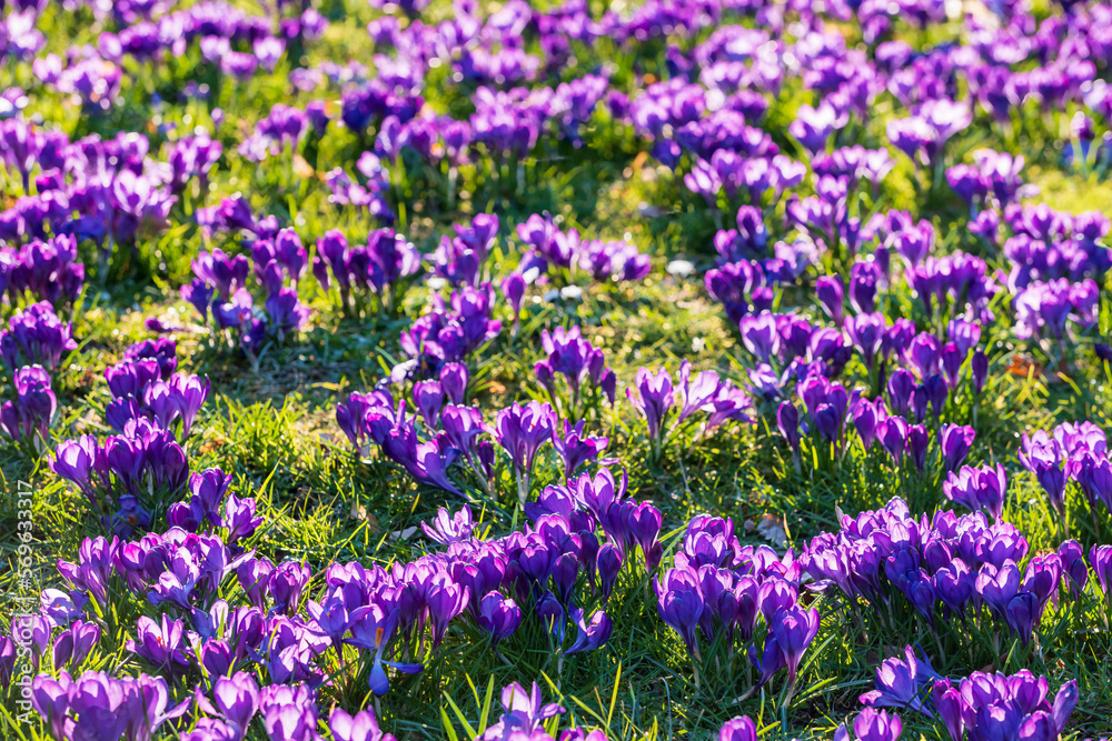 Naklejka premium A field with purple flowering crocuses in a park in Wiesbaden/Germany