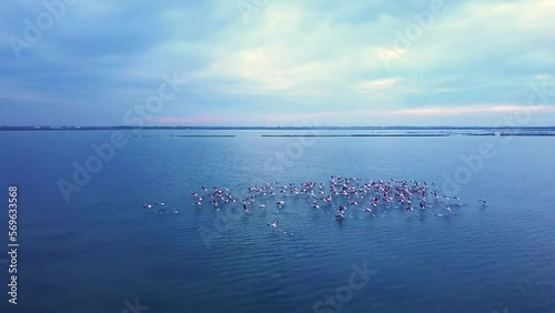 Large flock of wild pink flamingo birds swim and take off from tranquil azure sea water under cloudy sky in evening aerial view