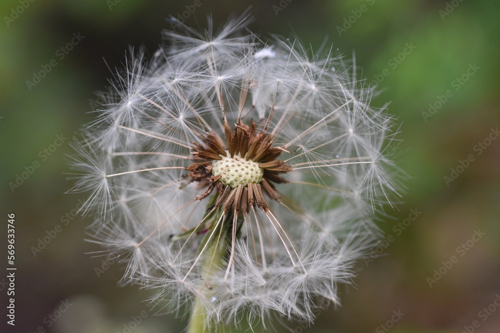 Fototapeta premium Dandelion with seeds blowing away in the wind. Dandelion seeds in nature.