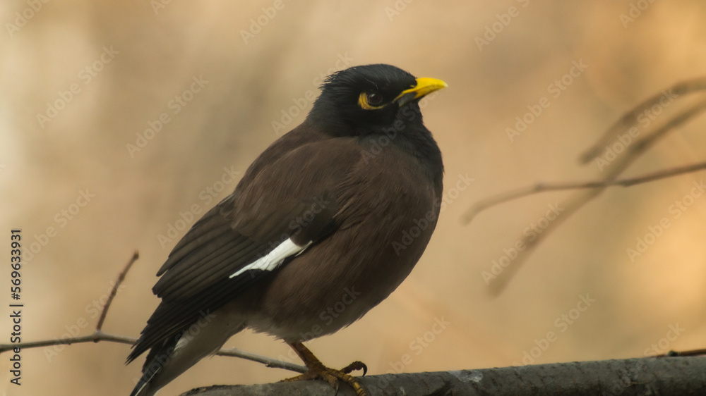 Birds of Kazakhstan in the City of Almaty Birds of Kazakhstan in the City of Almaty