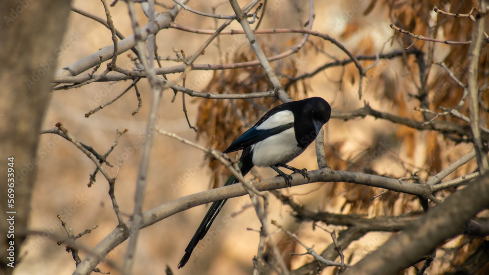 Birds of Kazakhstan in the City of Almaty Birds of Kazakhstan in the City of Almaty