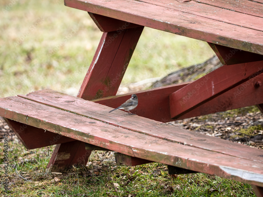 Naklejka premium Dark-eyed Junco (Junco hyemalis)
