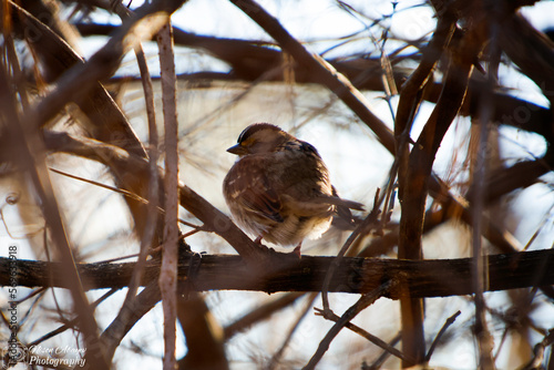 Sleeping White-throated Sparrow (Zonotrichia albicollis)