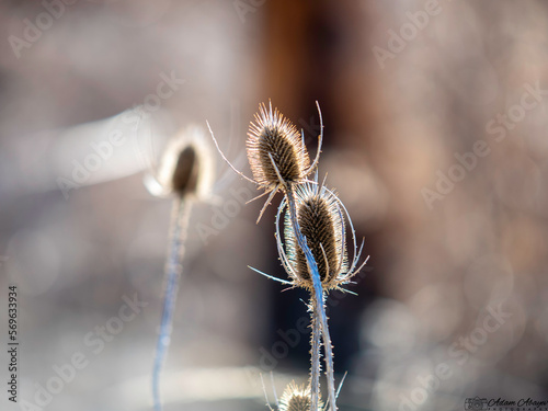 Sunlight Shining Through Dried Thistle