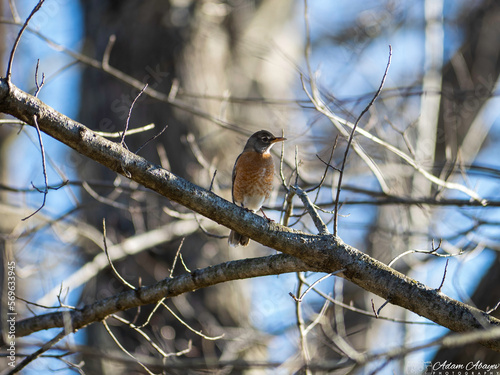 American Robin (Turdus migratorius)
