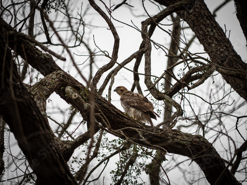 Red-Tailed Hawk (Buteo jamaicensis)