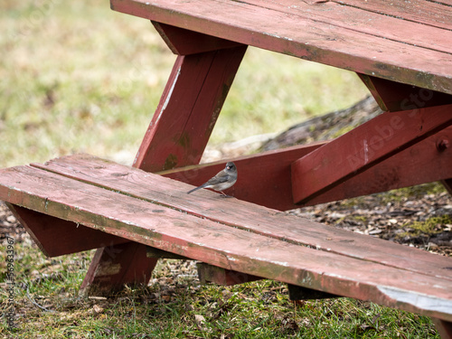 Dark-eyed Junco (Junco hyemalis)