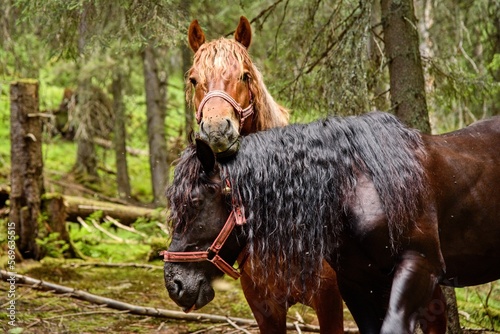 two horses