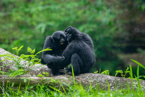 Two siamang the largest gibbon species native to Indonesia, malaysia, and Thailand interacting with each other