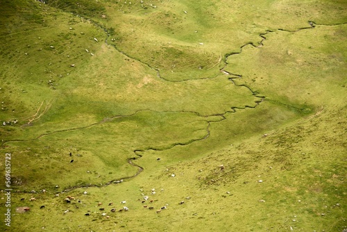 green moss background