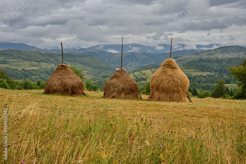 hay bales in the field