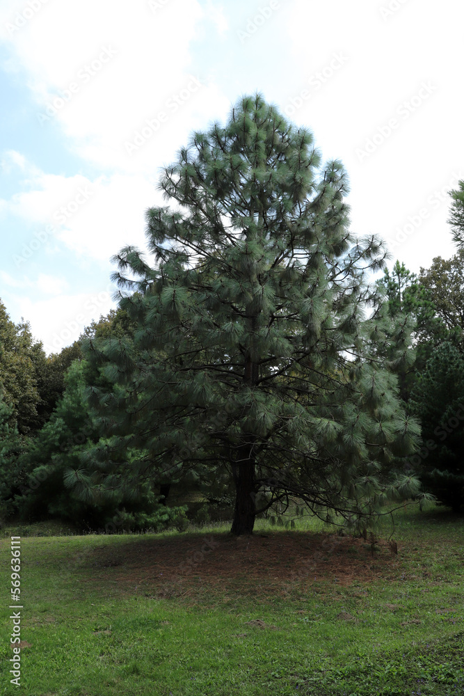 Apache Pine Tree, a genus of conifers and shrubs in the pine family Pinaceae. Apache Pine Tree, a genus of conifers and shrubs in the pine family Pinaceae.