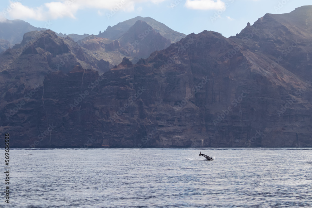 Obraz premium Scenic view on jumping bottlenose dolphins sticking out of water near cliff Los Gigantes, Santiago del Teide, west coast Tenerife, Canary Islands, Spain, Europe. Mammals swimming in Atlantic Ocean