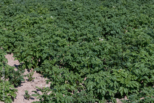 An agricultural field where green potatoes grow © rsooll